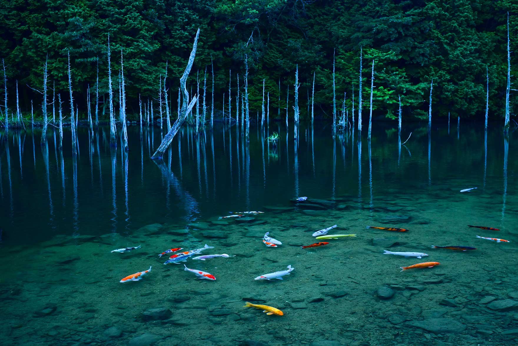 🌸 이치노마타 벚꽃 공원(이치노마타사쿠라 코엔)